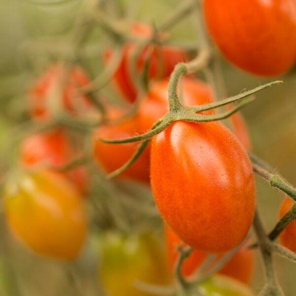 Cozy Up with These Winter Seasonal Vegetarian Recipes